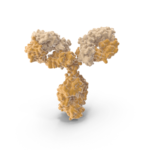 [0050-MMG-030n] Anti Methylglyoxal (MG) monoclonal Antibody